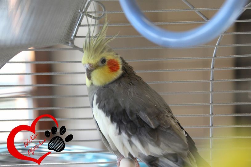 Bobby sucht ein neues Zuhause. Foto: Schramm