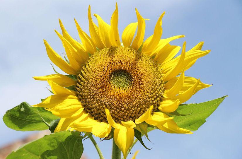 Sommer, Sonne, Sommerfest.