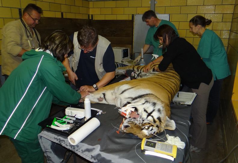 Irina wird untersucht. Fotos: Zoo, Kultur und Bildung Hoyerswerda gGmbH