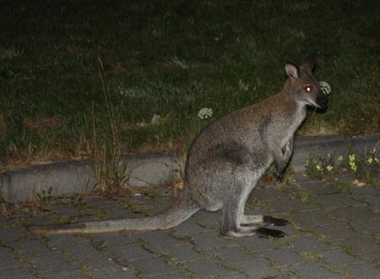 Gertrud hat seit dem Foto noch ordentlich zugelegt. Foto: Schramm