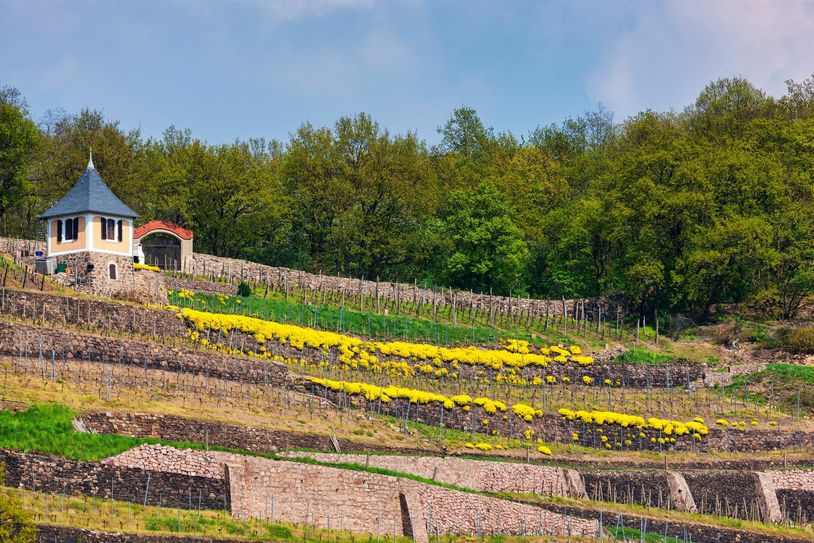 Winzerhaus „Schwalbennest“ in der Weinbergslage Kapitelberg in Meißen (Foto: Tourismusverband Sächsisches Elbland e. V., Sylvio Dittrich)