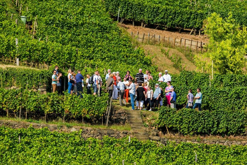 Geführte Wanderung in der Weinbergslage Goldener Wagen in Radebeul  (Foto: Tourismusverband Sächsisches Elbland e. V., Sylvio Dittrich)