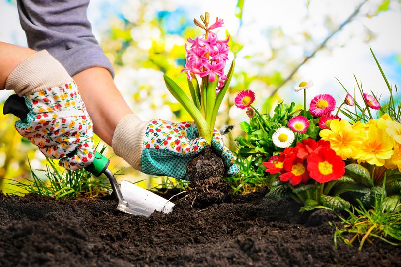 Kleingartenflächen sind die »Grünen Lungen« vor der Haustür der Dresdner. Foto: Alexander Raths/fotolia.de