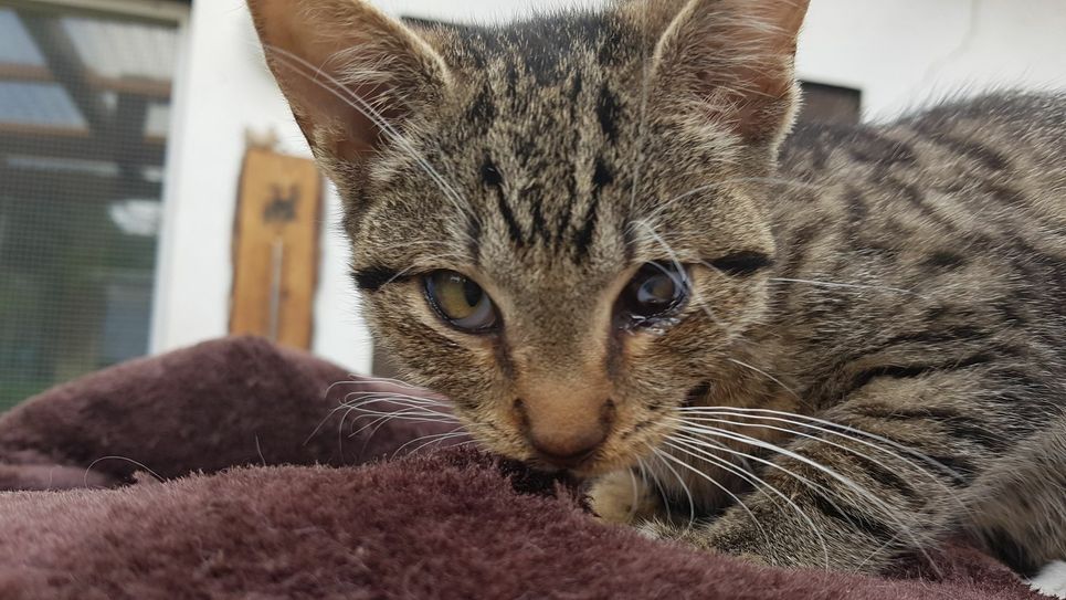 Eine der Katzen, die dringend eine Impfung benötigen. Foto: Katzen in Not