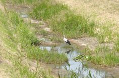 Wasserentnahme wie hier an der Kleinen Röder bei Oschätzchen verboten: Aufgrund der aktuellen Allgemeinverfügung ist die Entnahme von Wasser aus oberirdischen Gewässern derzeit in Elbe-Elster untersagt.