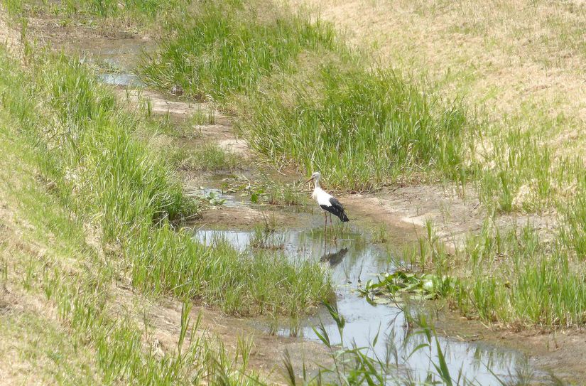 Wasserentnahme wie hier an der Kleinen Röder bei Oschätzchen verboten: Aufgrund der aktuellen Allgemeinverfügung ist die Entnahme von Wasser aus oberirdischen Gewässern derzeit in Elbe-Elster untersagt.