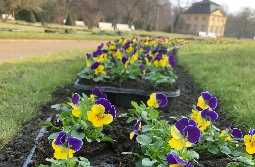 Hornveilchen im Großen Garten
