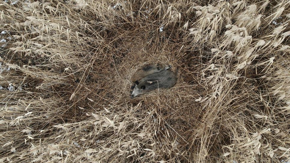 Eine Drohne hat Wildschweine im Feld eines Landwirtes aufgespürt. Foto: SEG F.L.I.G.H.T. RV Südbrandenburg
