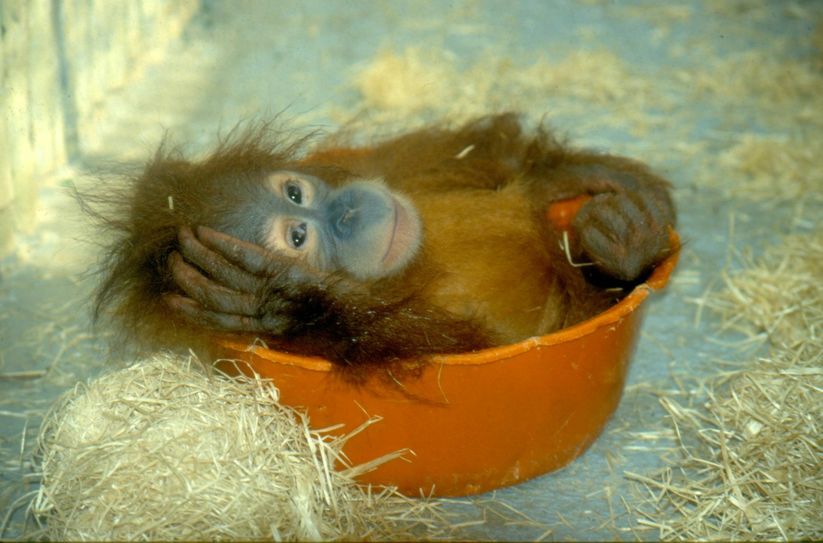 Toni 1993 bei seiner Ankunft im Dresdner Zoo / Fotos: Zoo Dresden