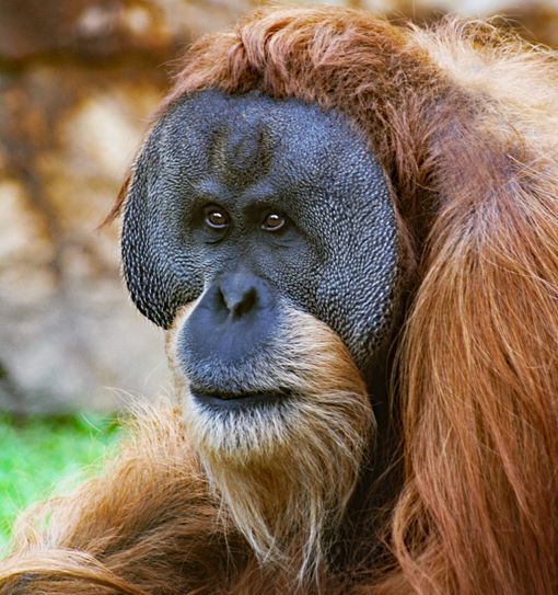 Orang-Utan Toni (hier 2011, mit 20 Jahren)