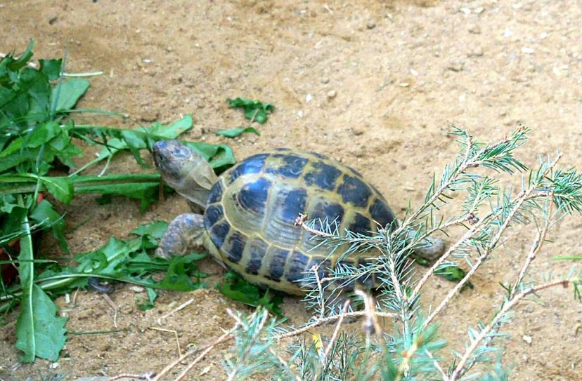 Schildkröte Emil ist vor 20 Jahren als Fundtier in den Tierpark gekommen.