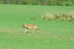 Für eine Wolfbegegnung in freier Natur braucht es viel Glück oder den Zufall. Die streng geschützte Art zu töten ist kein Kavaliersdelikt.