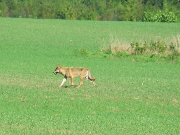 Für eine Wolfbegegnung in freier Natur braucht es viel Glück oder den Zufall. Die streng geschützte Art zu töten ist kein Kavaliersdelikt.