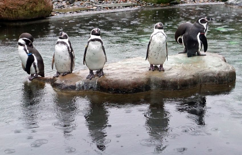 Sechs Zuchtpaare leben jetzt im Zoo und werden hoffentlich in diesem Jahr für Nachwuchs sorgen. Foto: Zoo Dresden