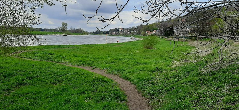 Trampelpfad statt Elberadweg zwischen Altwachwitz und Niederpoyritz. Fotos: ADFC