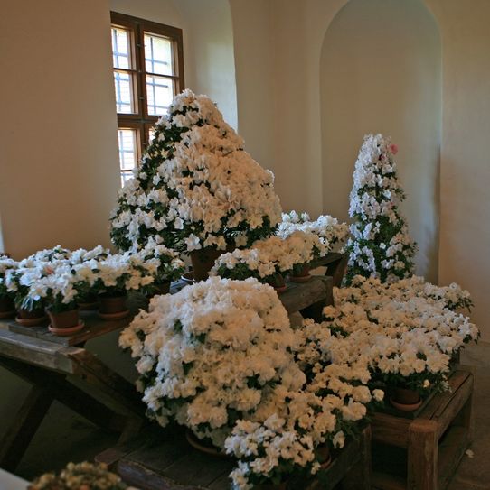 „Weiße Sinfonie“ heißt dieses prunkvolle Azaleenarrangement. Fotos: Landschloss
