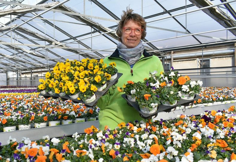 Jutta Ulbrich, Produktionsleiterin im Gartenbau Rülcker (Reicker Straße), inmitten der blühenden Pracht. Die Gärtnerei steuert tausende Frühblüher zur Ausstellung bei. Fotos (3): Schiller
