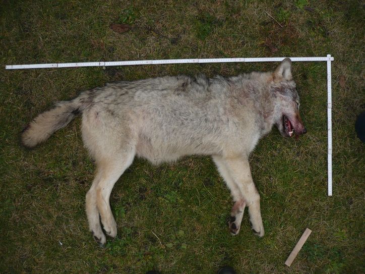 Foto: lupus, archiv