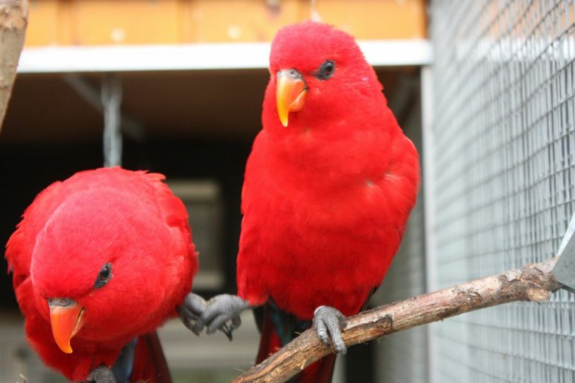 Fotos: Vogelfreunde Bautzen