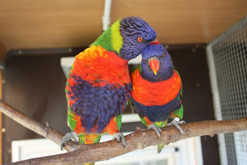 Fotos: Vogelfreunde Bautzen