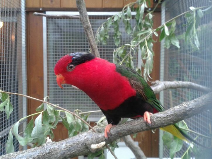 Fotos: Vogelfreunde Bautzen