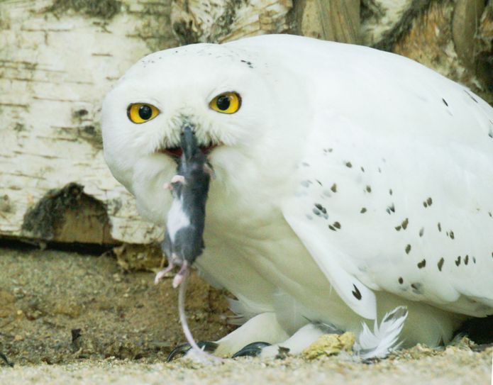 Ebenfalls neu: Die „Futter-Patenschaft“ für die Schneeeulen. Foto:  www.tierpark-goerlitz.de