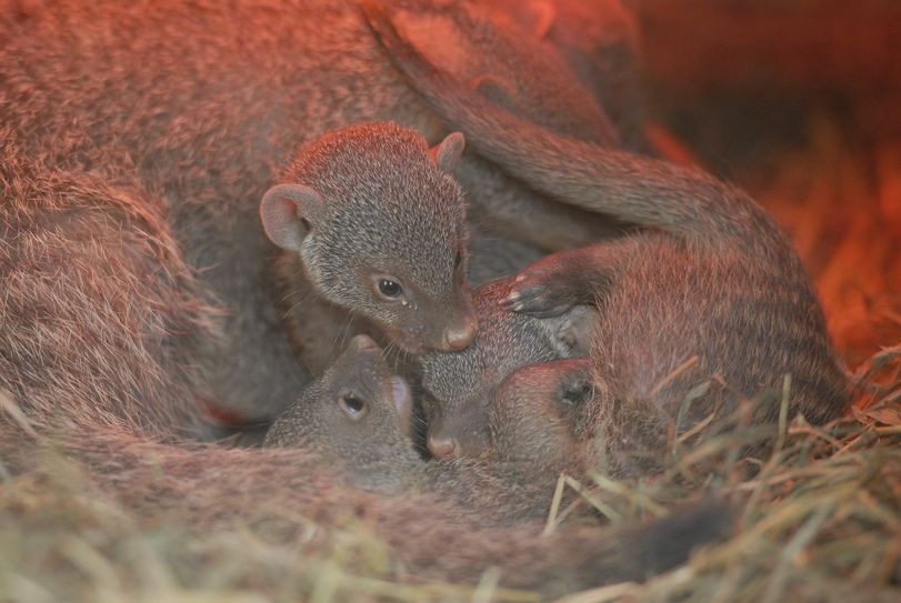 Der Tierpark bietet verschiedene neue Patenschaften an. Zum Beispiel die „Einheizer-Patenschaft“ für die Zebramangusten. Foto: www.tierpark-goerlitz.de