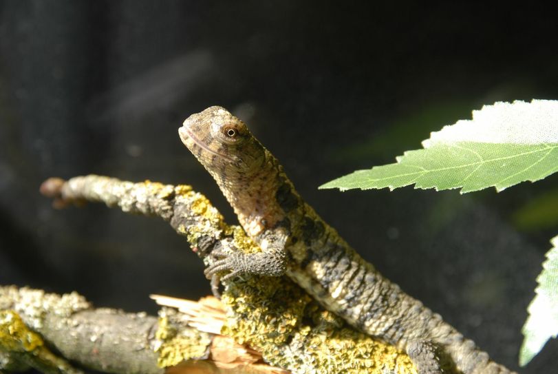Auch den Terrarienbewohner kann man helfen. Hier gibt’s „Lichterglanz-Patenschaft“. Foto:  www.tierpark-goerlitz.de