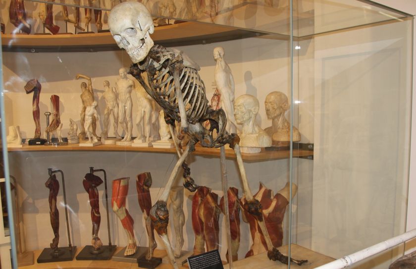 Die gezeigten Präparate sind bis auf die Skelette alles Anfertigungen aus Kunststoff, Holz, Plastik oder Wachs. Viele Modelle sind über 100 Jahre alt. Fotos: Pönisch