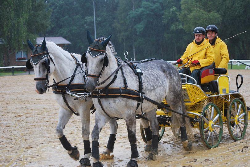 Sandro Koalick, amtierender deutscher Meister im Zweispänner-Fahren, startet als einer von drei Lokalmatadoren. Foto: gzi