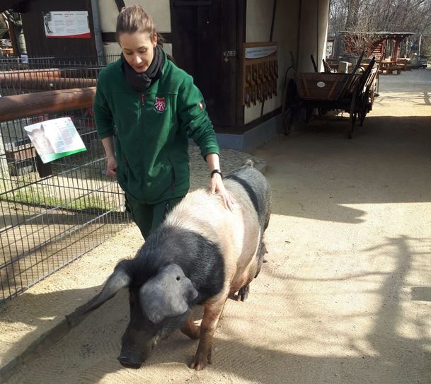 Sattelsau Molly war ausgebüxt. Eine Tierpflegerin brachte sie zurück in den heimischen Stall. Foto: www.zoo-goerlitz.de, P. Kießlich