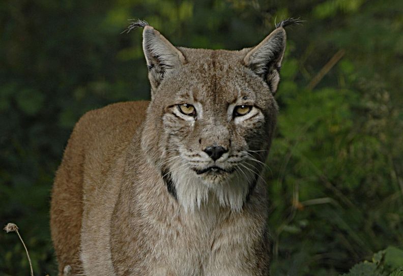 Luchskater Toni. Foto: Zoo Görlitz, C. Hammer