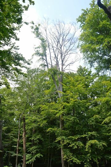 Leider eine von vielen: Stattliche Buchen verdursten im Barockgarten, weil der Grundwasserspiegel gesunken ist. Foto: Stadt