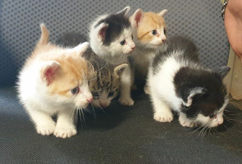 Die fünf geretteten Katzenbabys. Foto: Polizei