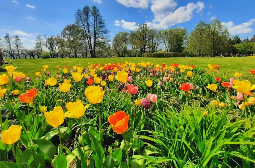 Tulpenblüte im Luckauer Laga-Park.