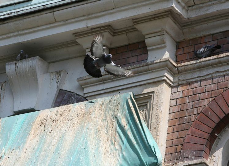 Tauben und ihre Hinterlassenschaften an der Maxim-Gorki-Straße 5 und 6. 		  Foto: D. Förster