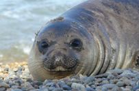 Seelöwe am Strand von "Punta Ninfas".