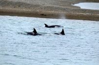 Orcas auf der Suche nach etwas Fressbarem.