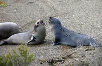Seelöwen und Seeelefanten am Strand von "Punta Ninfas".