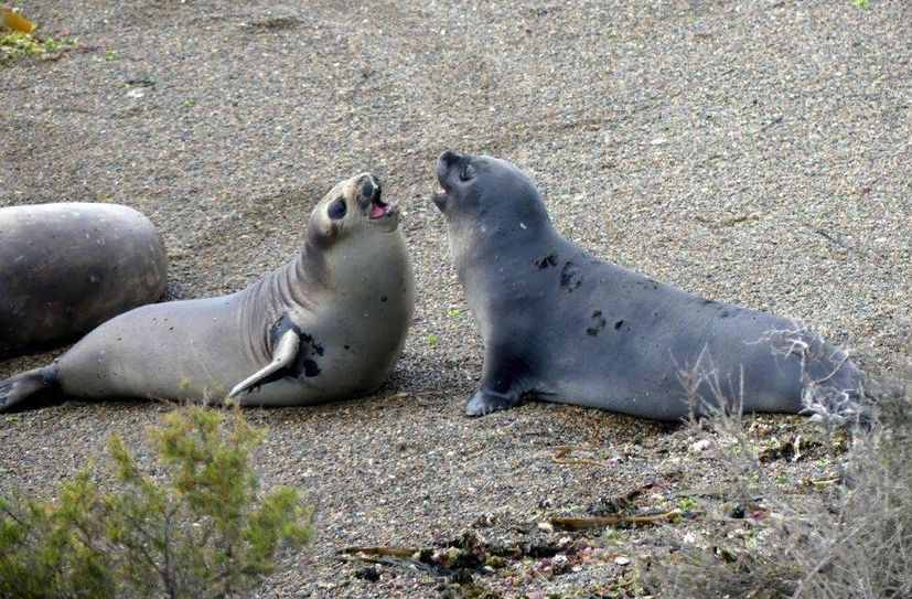 Seelöwen und Seeelefanten am Strand von "Punta Ninfas".