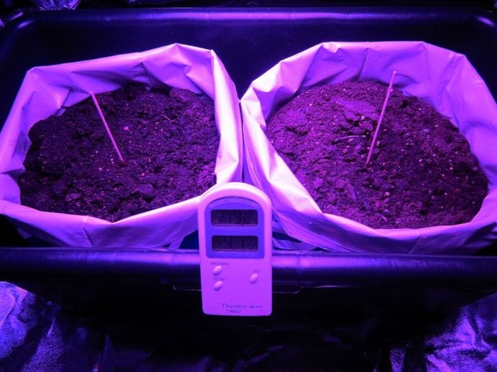Außerdem wurden dort auch Cannabispflanzen gezüchtet. Foto: Polizei