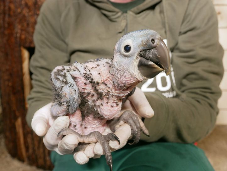 700 Gramm wiegt der kleine Hyazinthara bereits. Die typischen blauen Federn werden aber erst in den nächsten Wochen sprießen.