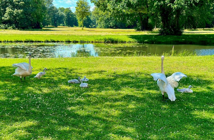 Schwanenfamilie im Branitzer Park im Juni 2024.