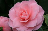 Kamelienblüte Frau Minna Seidel.