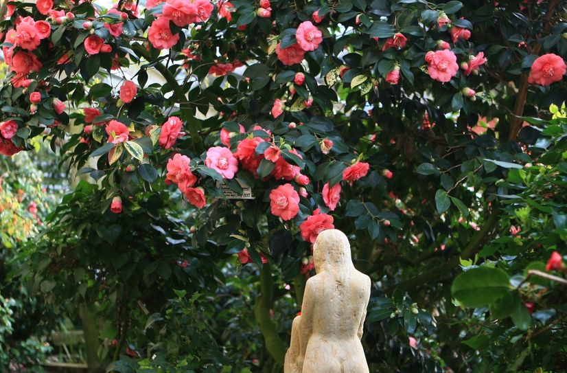 Üppige Kamelienblüte Chandlers Elegans in den Glashäusern.