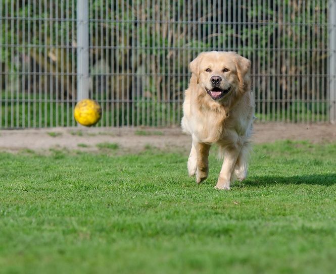 Rund 200 Tiere, darunter Hunde, Katzen und Kleintiere leben im Cottbuser Tierpark.