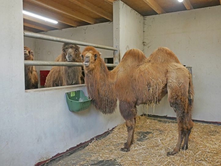 Die zweijährige Trampeltier-Stute Soraya zog gestern im Zoo Hoyerswerda ein. Foto: pm