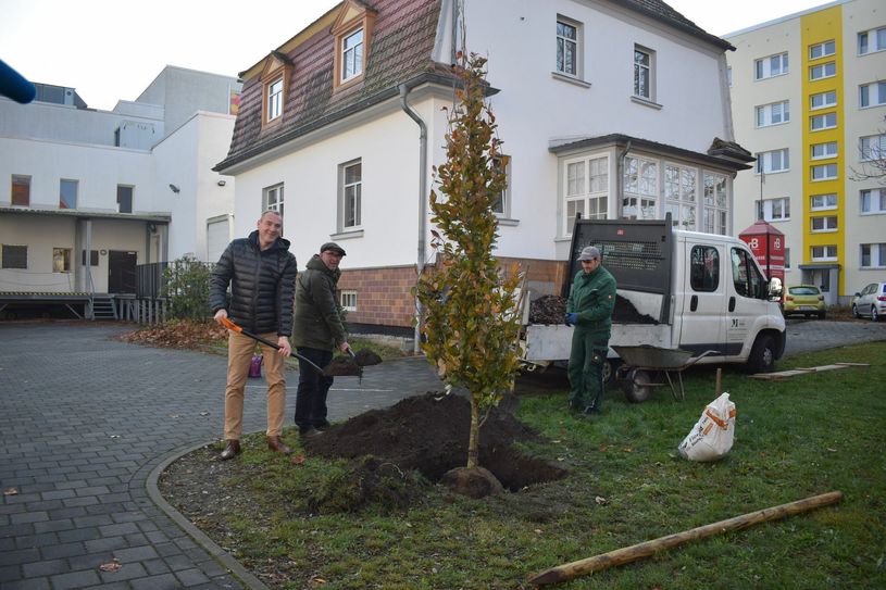 Senftenbergs Bürgermeister Andreas Fredrich und Intendant der neuen Bühne Manuel Soubeyrand bei der Pflanzung der Blutbuche. Foto: asl
