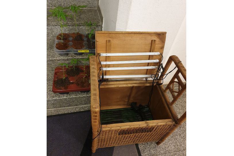 Foto des Aufzuchtkorbes und der Pflanzen, die die Polizei am Töpferberg sicherstellte. Foto: Polizei