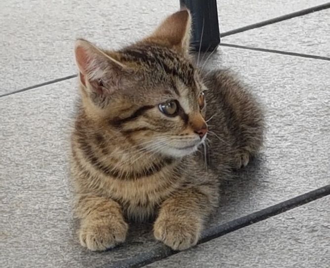 Katze Susi hat in Krauschwitz ein Zuhause gefunden. Foto: privat